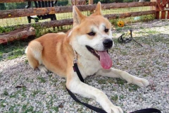 Akita