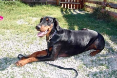 Anjy