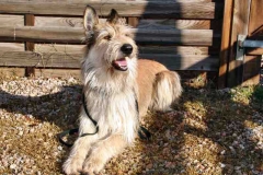 Astor