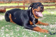 Athos