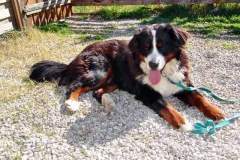 Balou