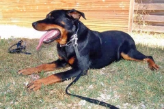 Bayron