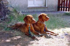 Buda Bas