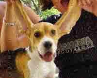Buddy