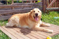 Budy