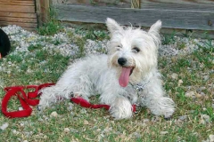 Chipie