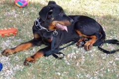 Cimba