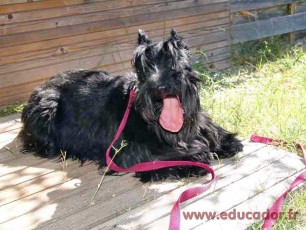 Achille