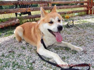 Akita