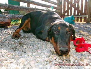 Ares