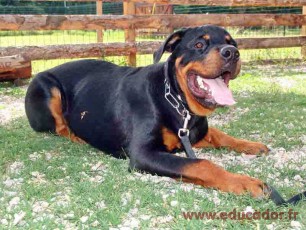 Athos