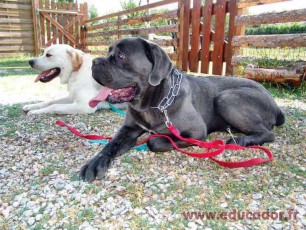 Athos3