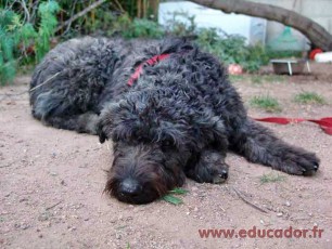 Baloo