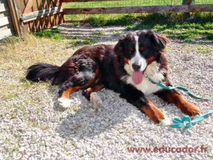 Balou
