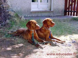 Buda Bas