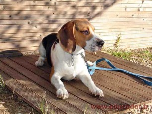 Filou