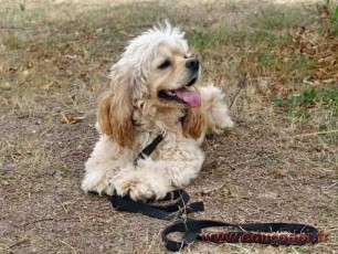 Pepito