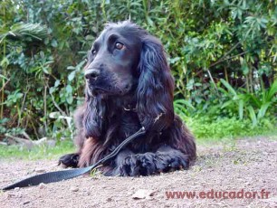 Reglisse