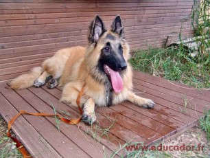 Reglisse2