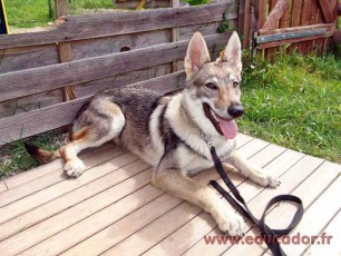 Tala