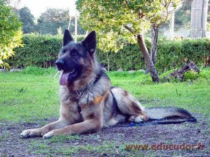 Tayson