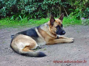 Texane