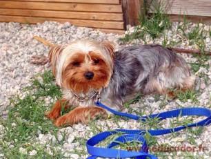 Titou