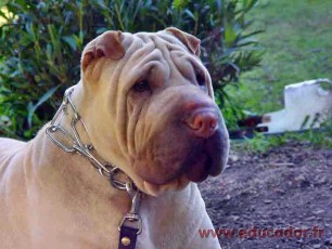 Truffe
