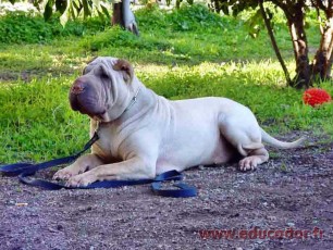 Truffe_bis