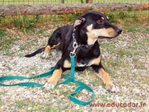 Whiskey