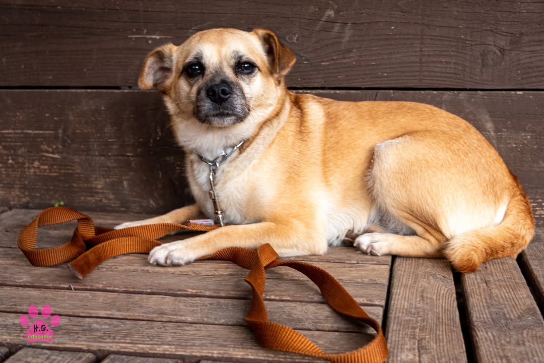 Educador le Dressage-Tendresse