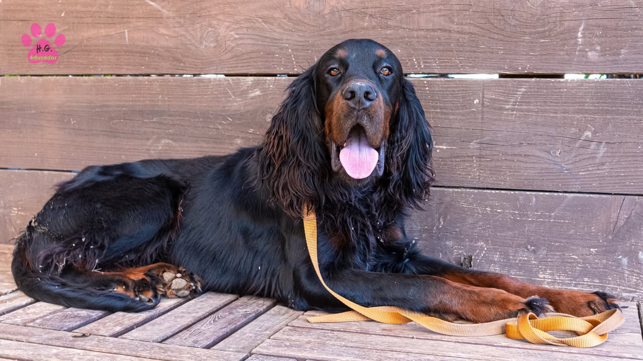 Educador le Dressage-Tendresse