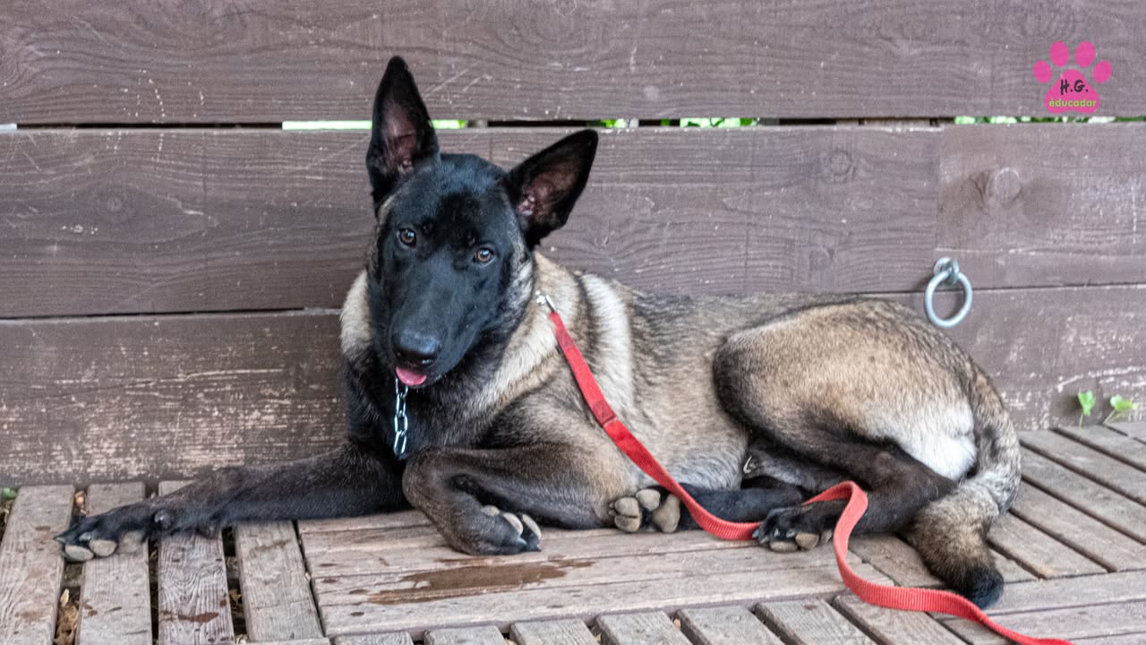 Damone, Berger Belge Malinois mâle de 7 mois. Comme beaucoup de malinois, Damone est arrivé…