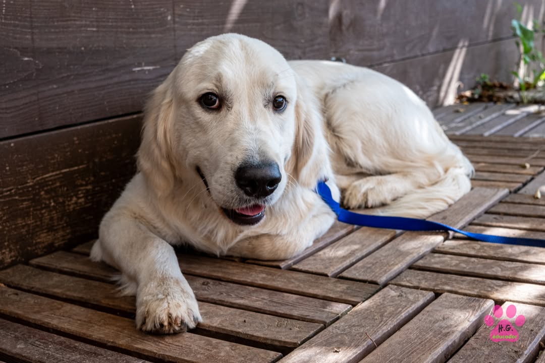 Hawaï, Golden Retriever mâle de 8 mois. Voilà un Golden bien tranquille mais qui, à…