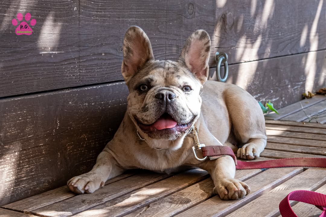 Brigitte, Bouledogue Français femelle de 5 mois. Ha ! Qui imaginerait que le plaisir ultime…