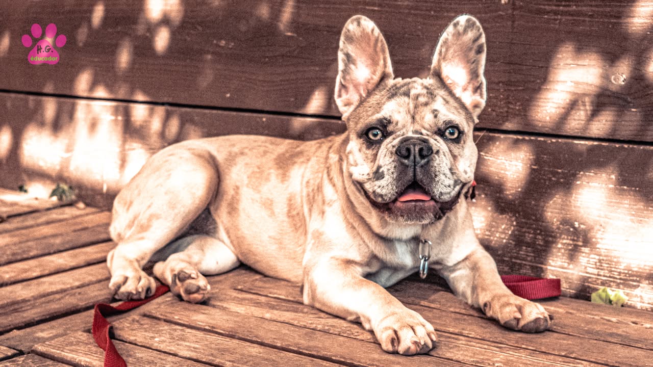 Brigitte, Bouledogue Français femelle de 5 mois. Brigitte a bien changé : Brigitte est devenue…