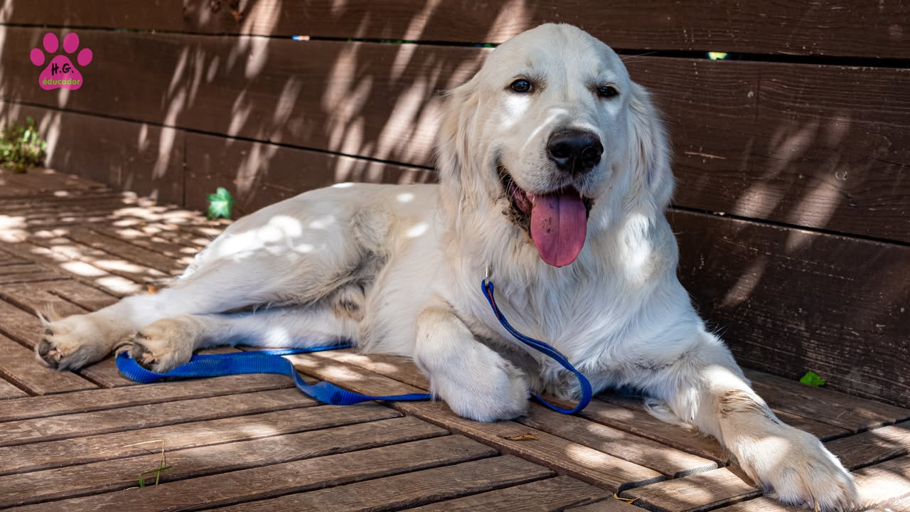 Hawaï, Golden Retriever mâle de 8 mois. Deuxième session avec Hawaï, et île s'est bien…