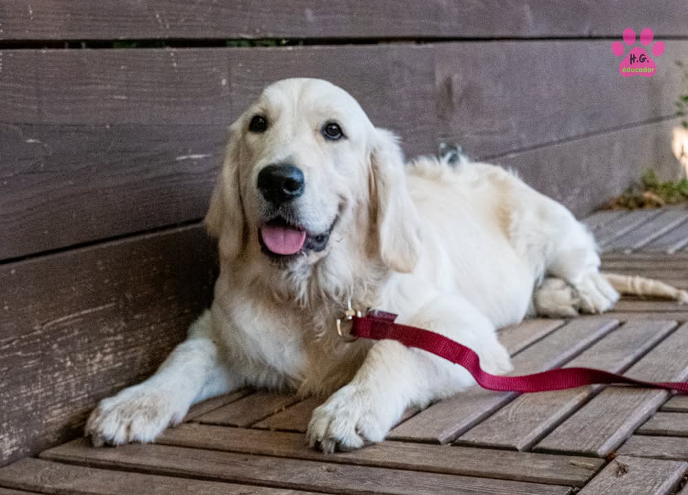 Belle, Golden Retriever femelle de 5 mois. C'était son mensiversaire de 5 mois tout pile,…