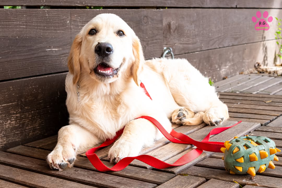 Balou, Golden Retriever mâle de 4 mois 1/2. Balou va devenir bien costaud, et il…