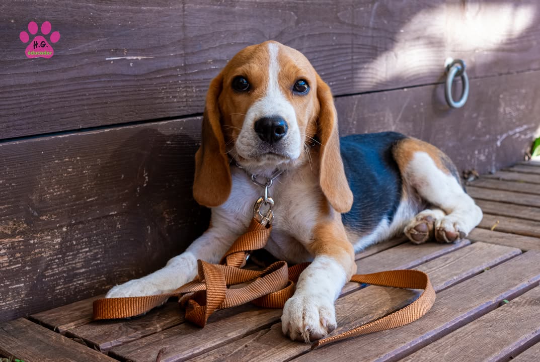 Baggy, Beagle mâle de 4 mois. Gros caractère pour Baggy, et il est un digne…